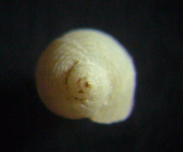 Piccolo gasteropode